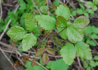 poison-oak-identify-treat3249415035043547960.jpg